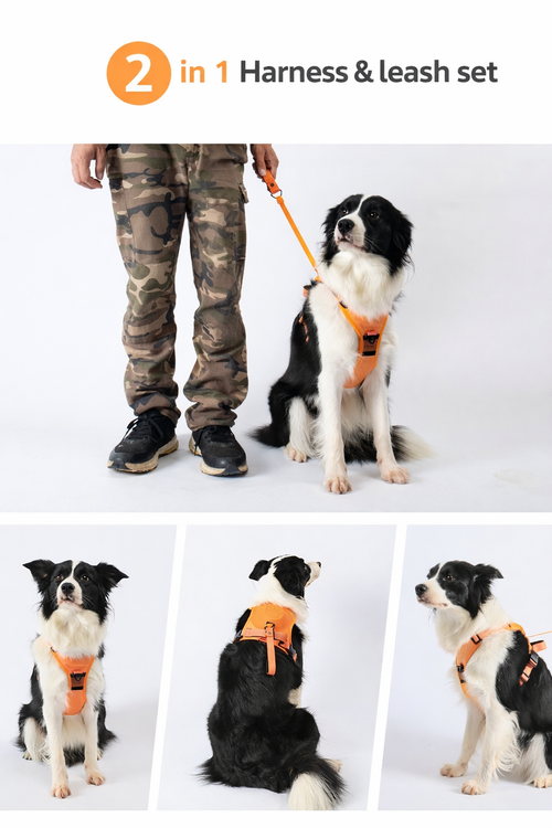 2-in-1 Harness and Retractable Leash